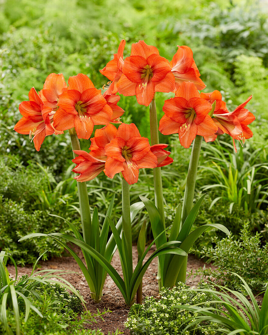 Hippeastrum Orange Queen