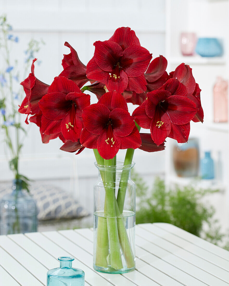 Hippeastrum Night Dance