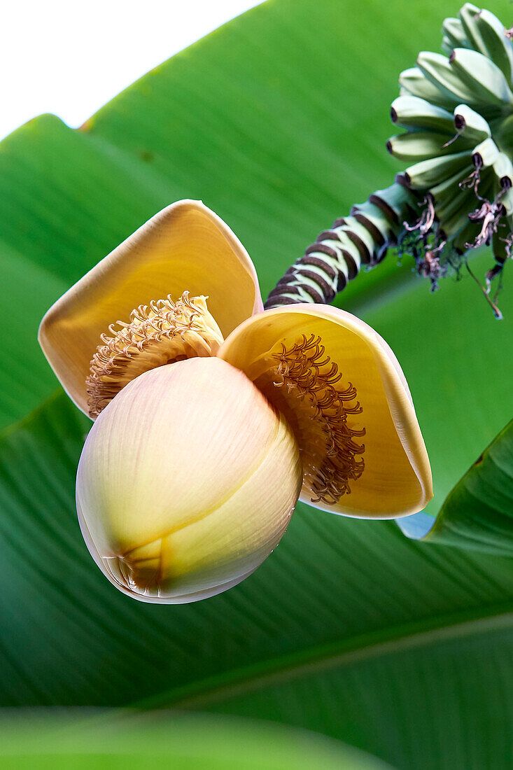 Dessertbanane (Musa x paradisiaca)