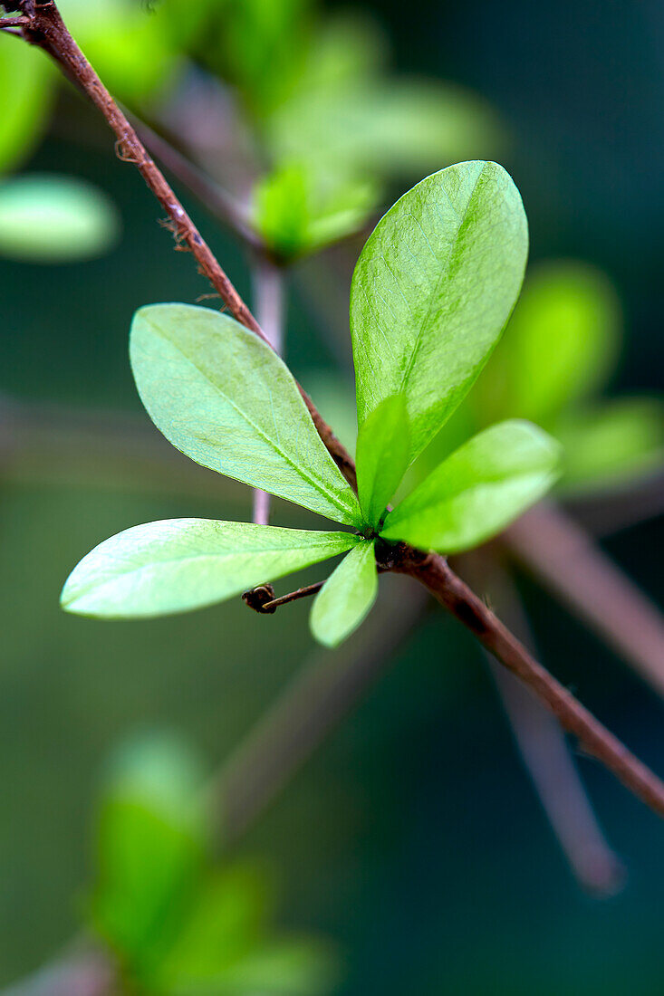 Schwarzer Olivenbaum (Bucida buceras)