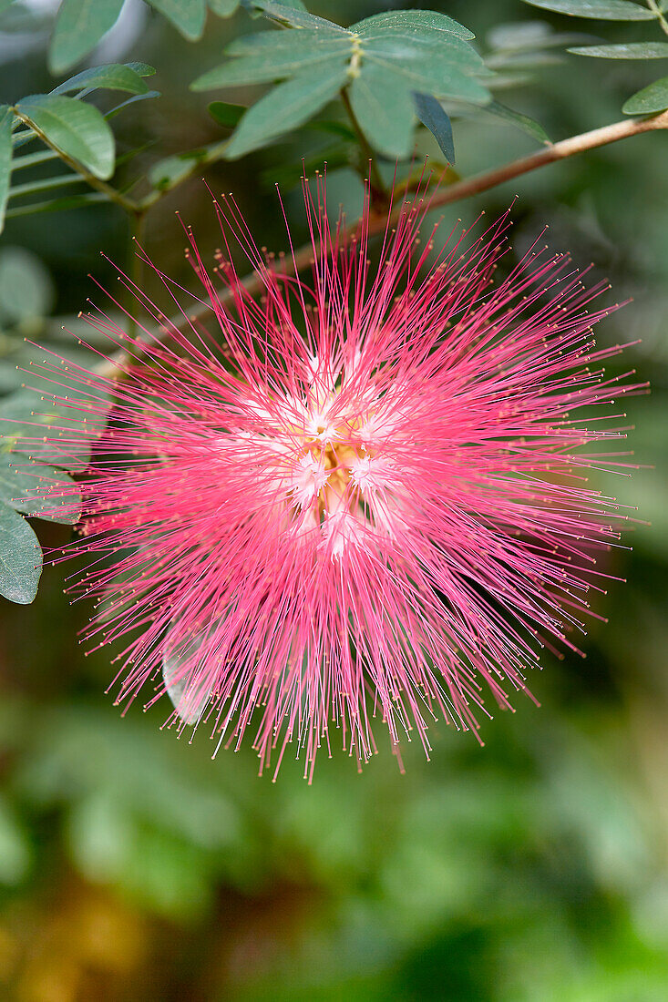 Calliandra houstoniana