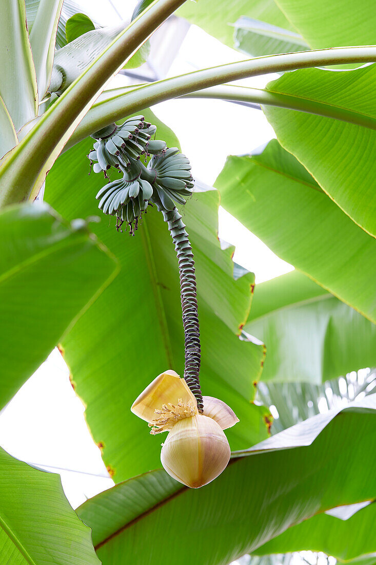 Dessertbanane (Musa x paradisiaca)