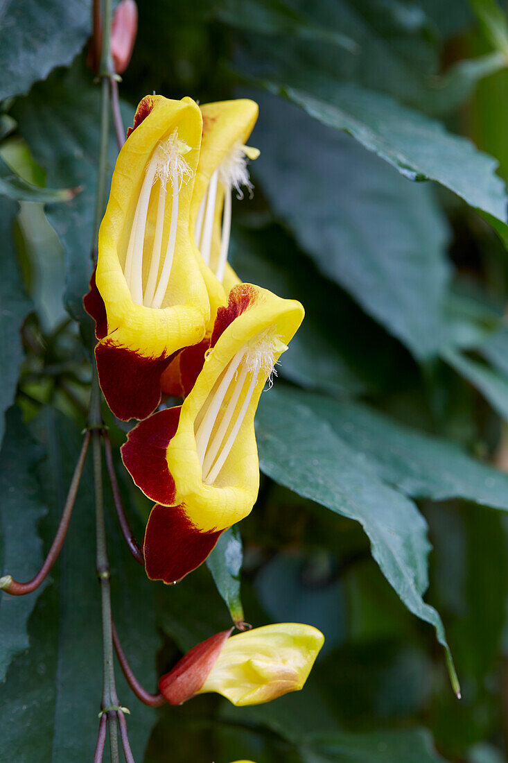 Indische Himmelsblume (Thunbergia mysorensis)