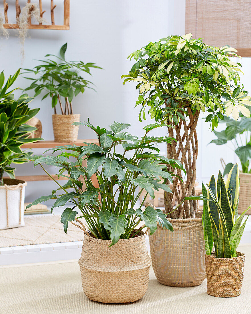 Indoor plant collection