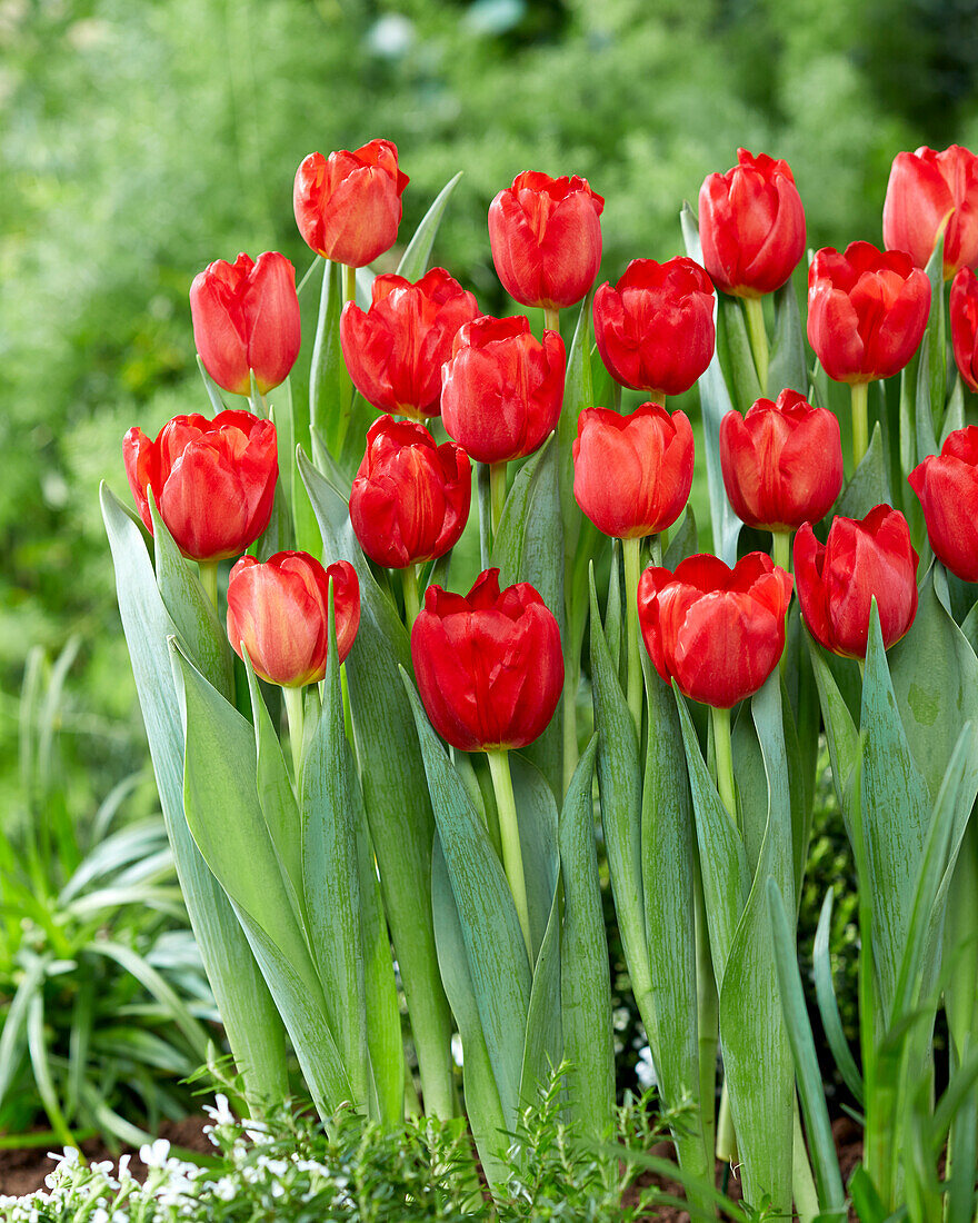 Tulpe (Tulipa) 'Alcatraz'