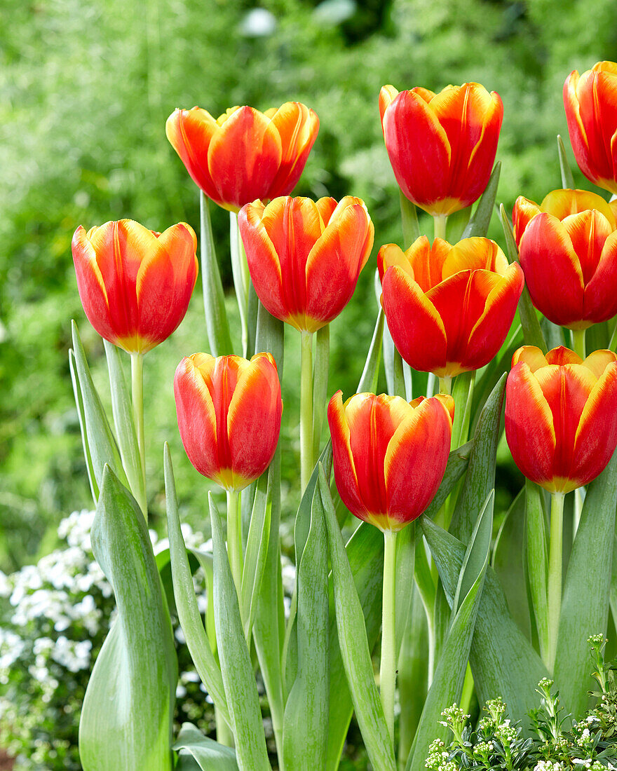 Tulpe (Tulipa) 'Choice'