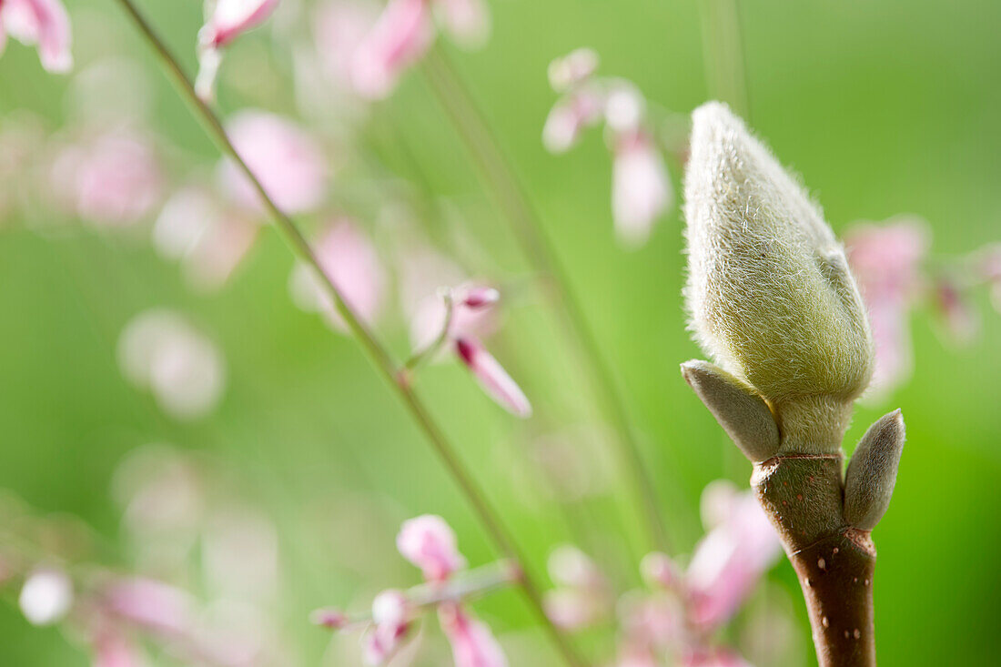 Magnolienknospe (Magnolia)