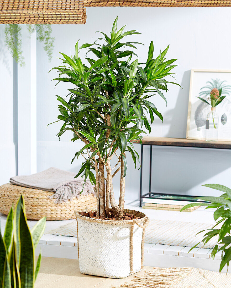 Dracaena Golden Coast