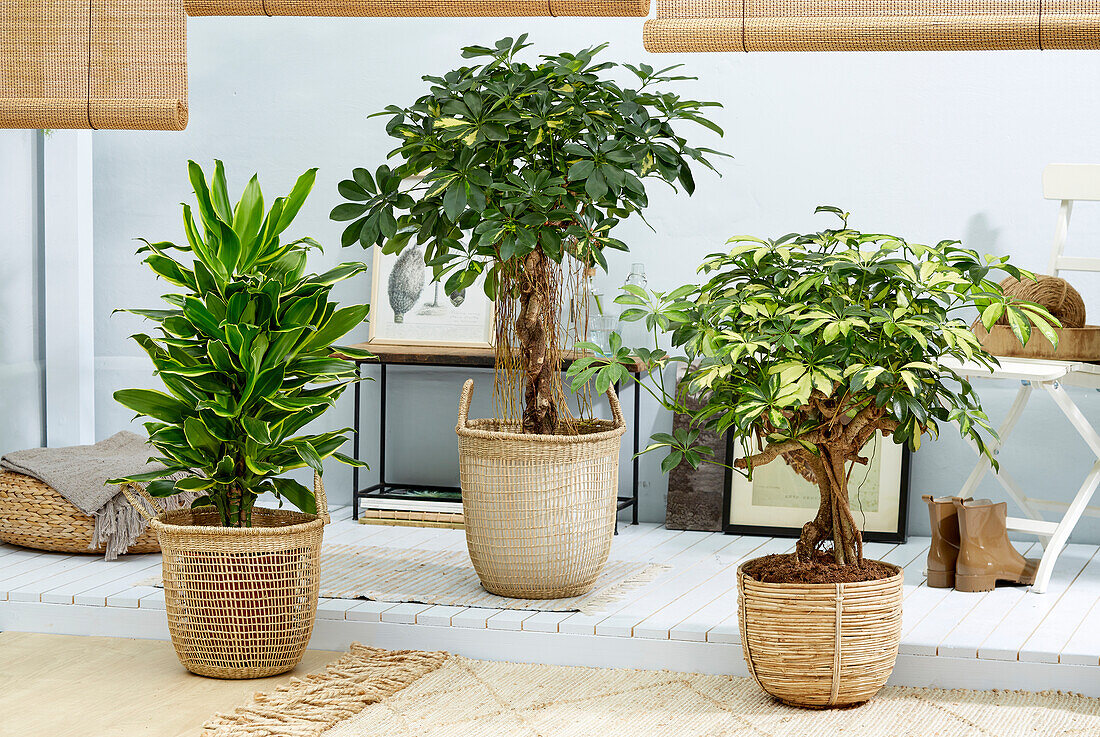 Indoor plant collection