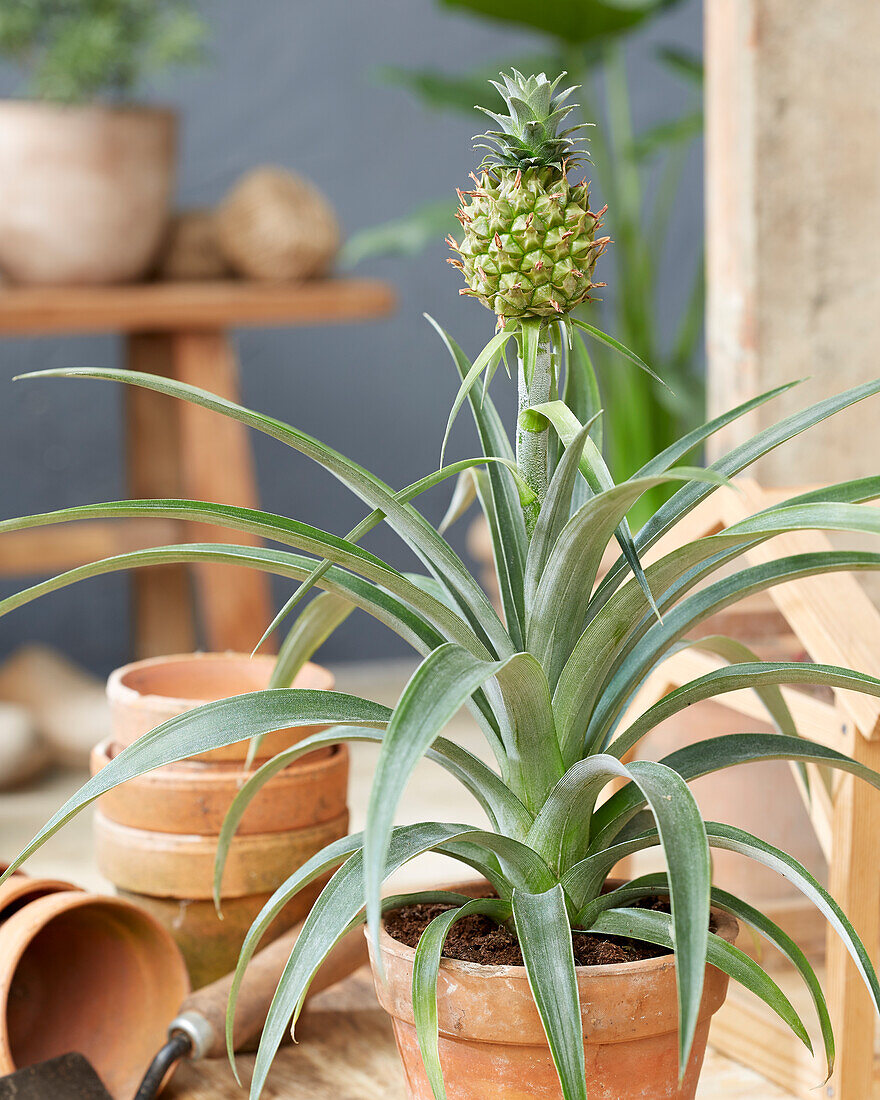 Bromelia Ananas