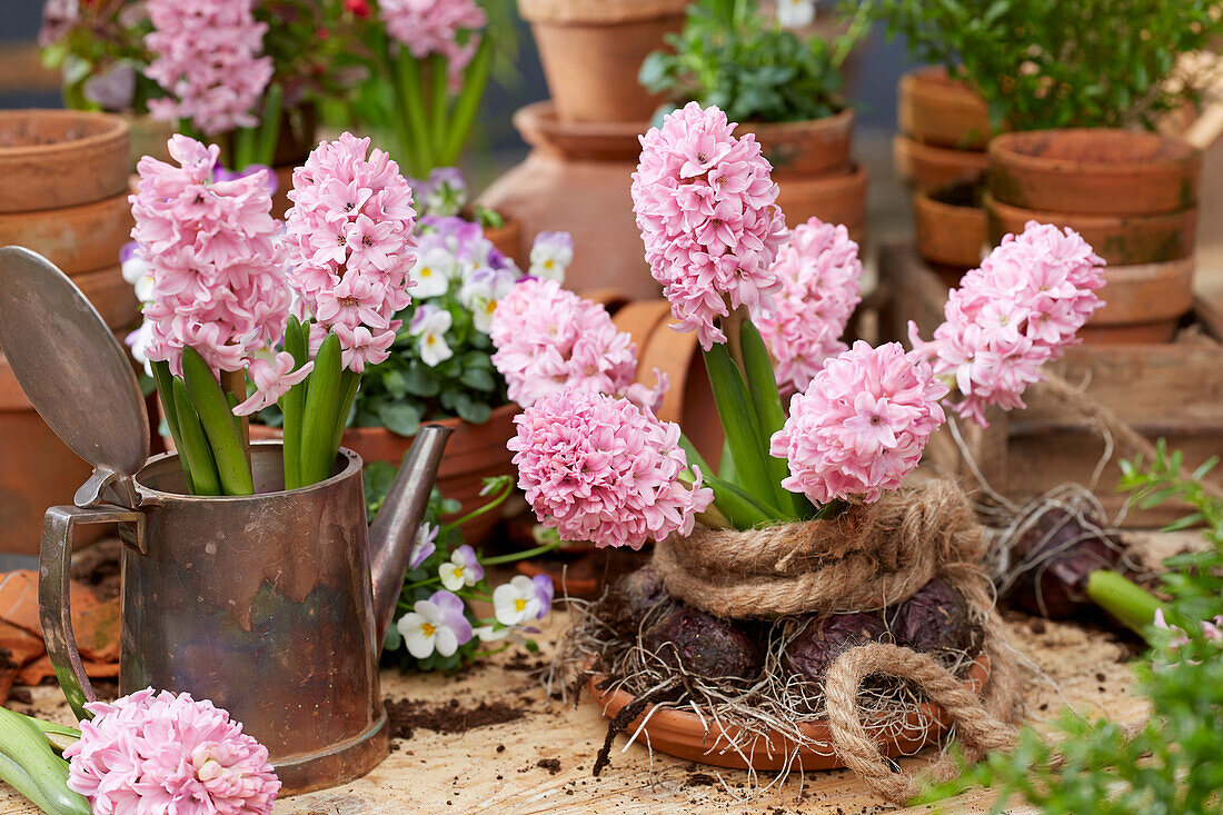 Hyacinthus pink