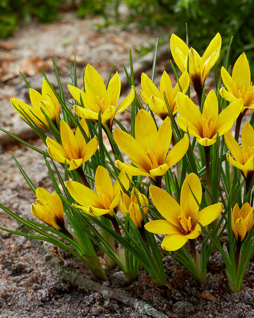 Crocus korolkowii