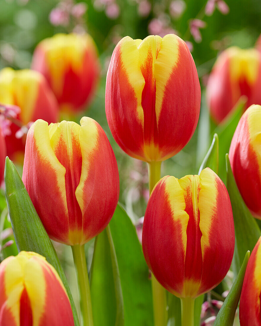 Tulipa Denmark