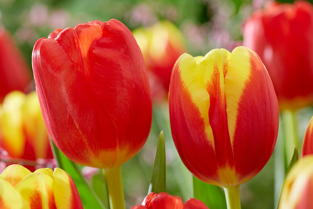 Tulipa Denmark, Alcatraz