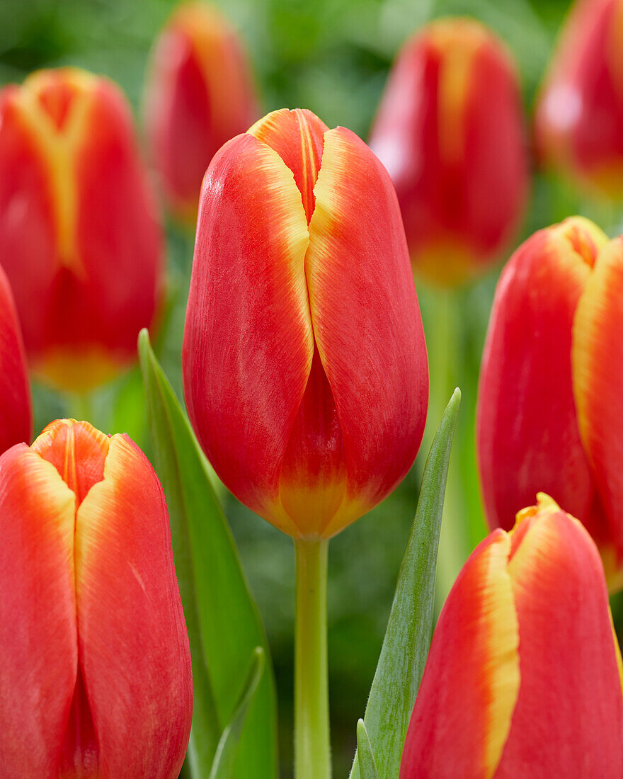 Tulpe (Tulipa) 'Choice'