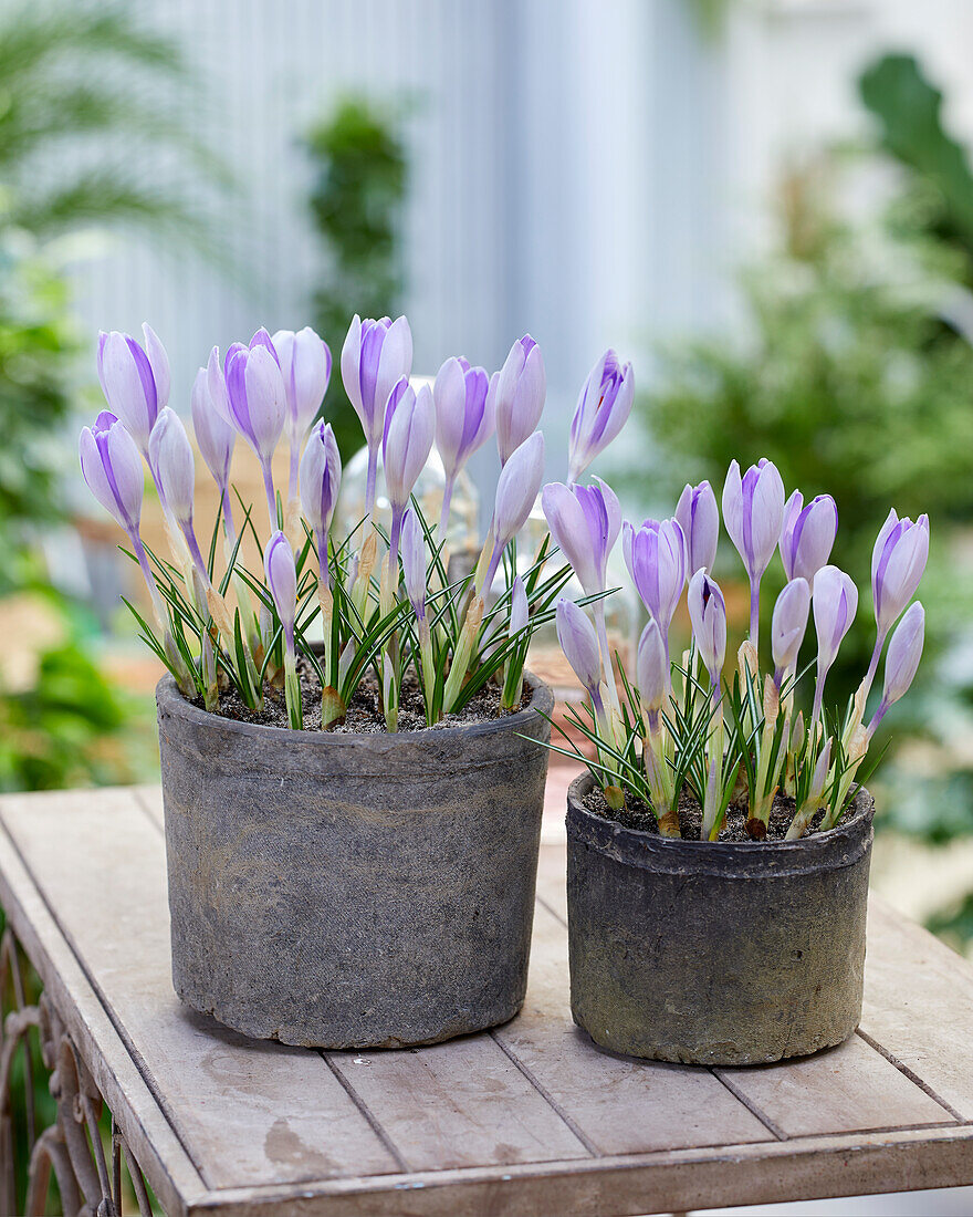 Crocus vernus Vanguard