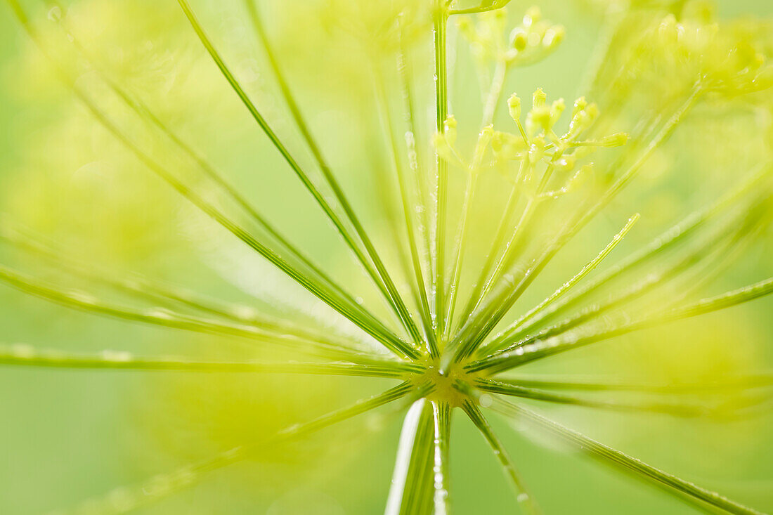 Anethum graveolens