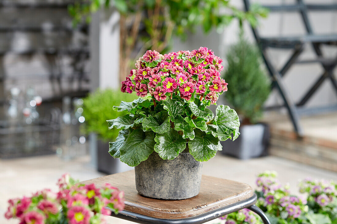 Primel (Primula) 'Pricanto Red'