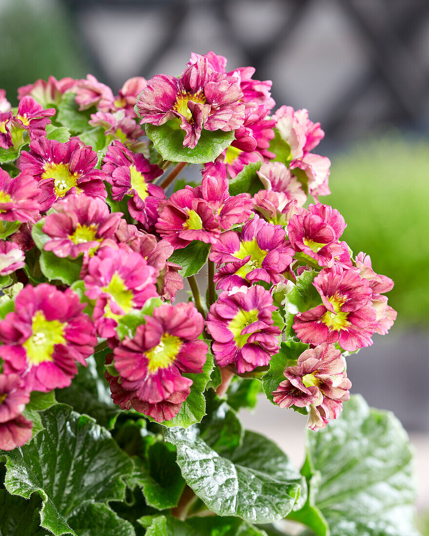 Primel (Primula) 'Pricanto Red'