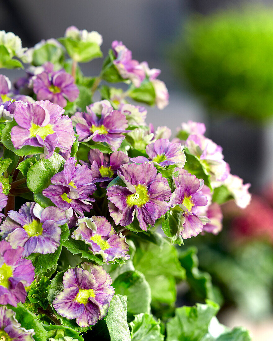 Primel (Primula) 'Pricanto Blue'