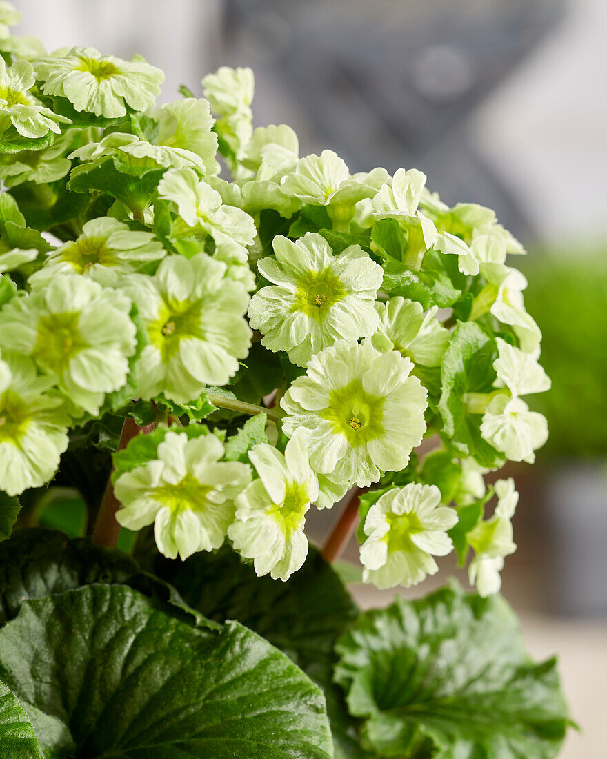 Primula Pricanto Lime