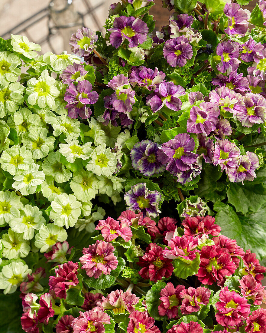 Primula Pricanto Red, Blue and Lime