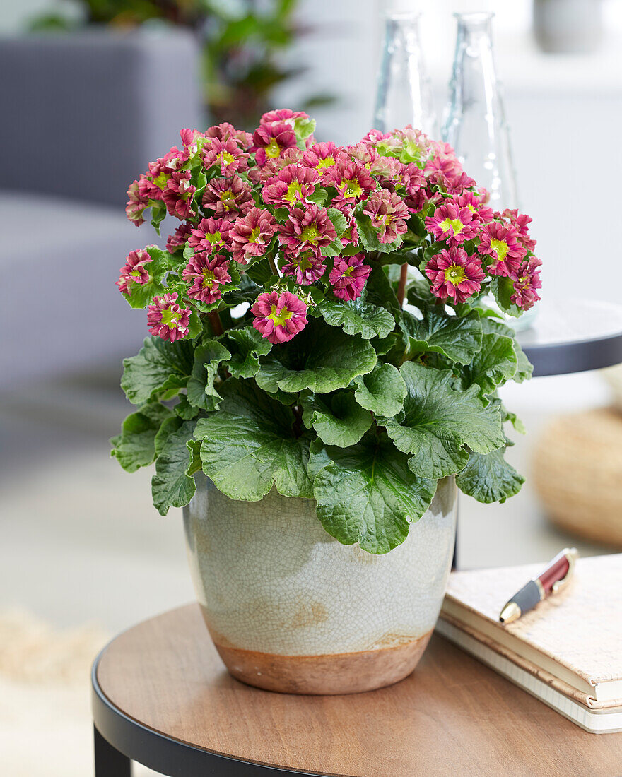 Primel (Primula) 'Pricanto Red'