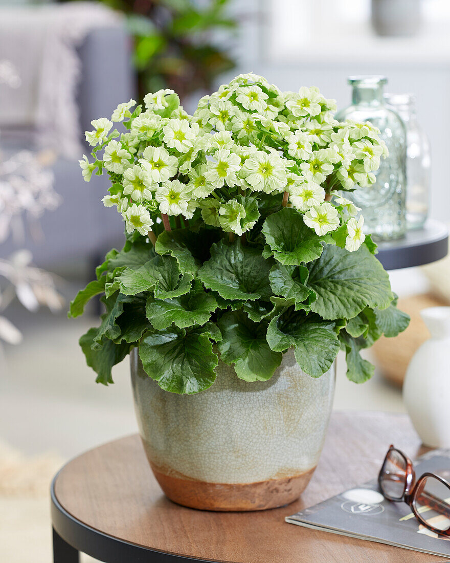 Primel (Primula) 'Pricanto Lime'