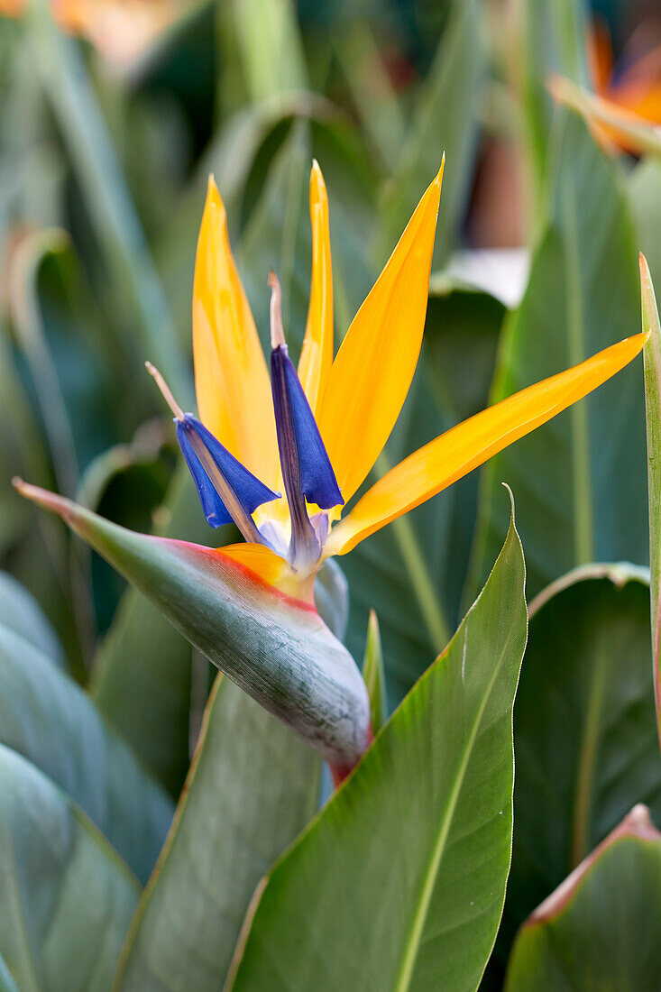 Paradiesvogelblume (Strelitzia reginae)