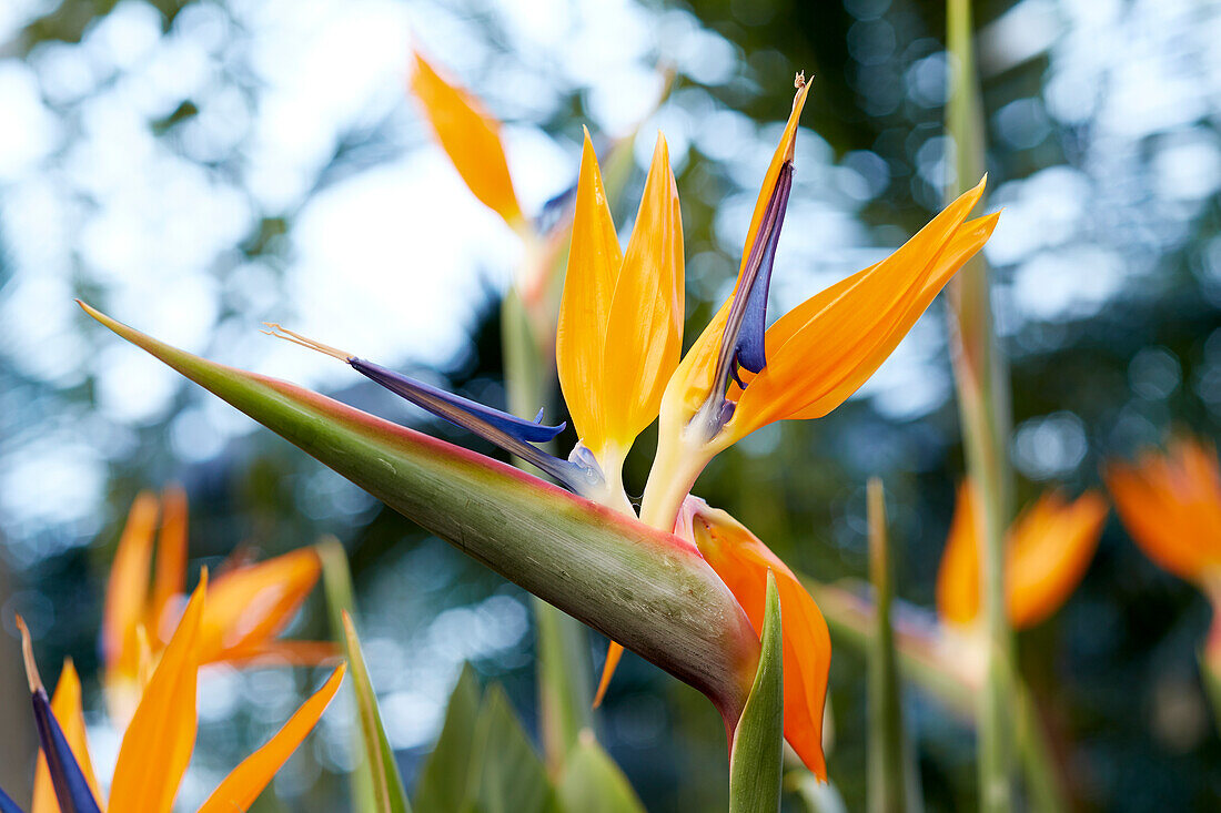 Strelitzia reginae