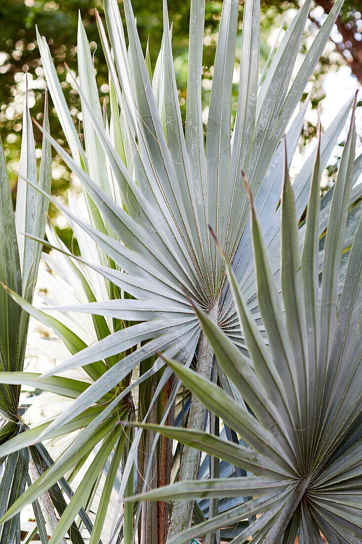 Bismarck-Palme (Bismarckia nobilis)