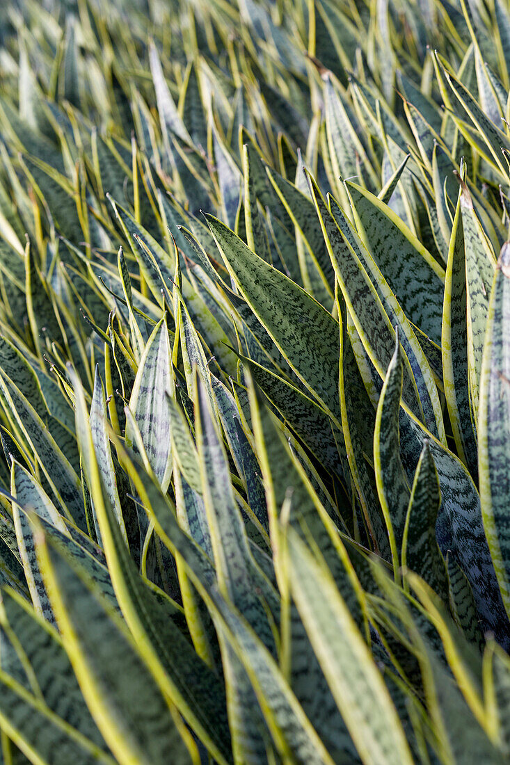 Sansevieria trifasciata Laurentii