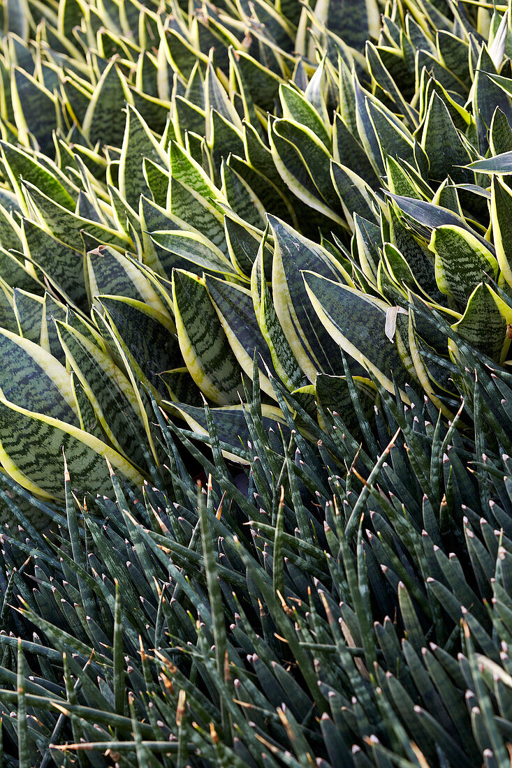 Sansevieria