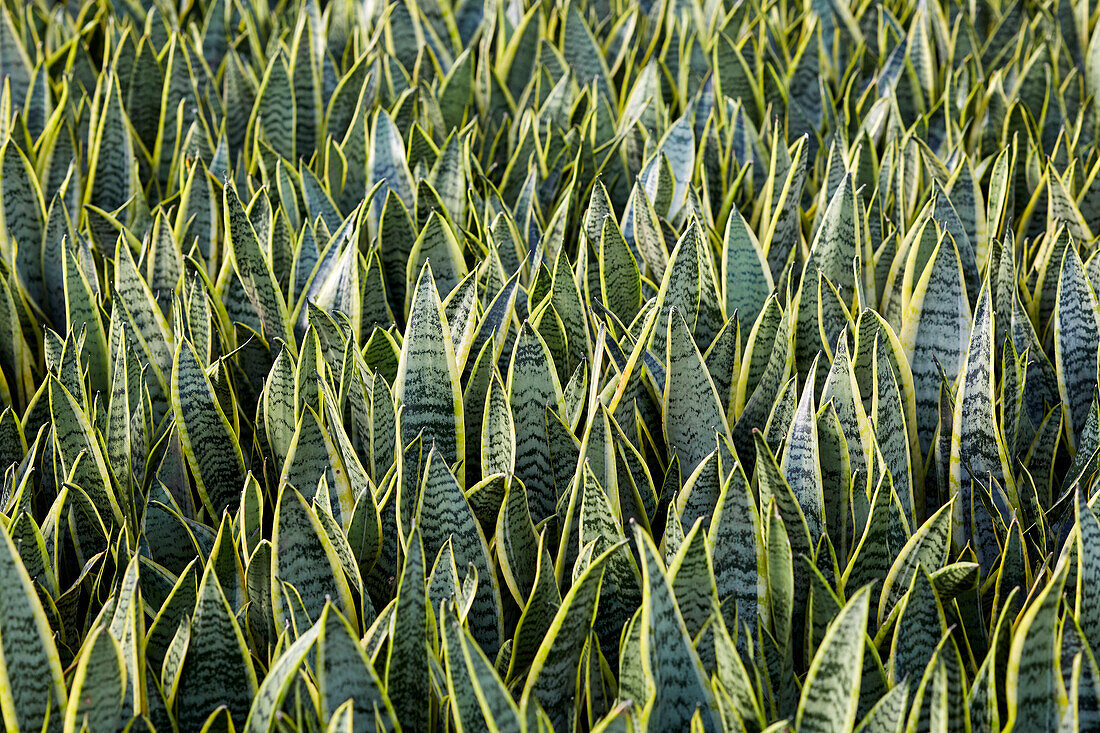 Sansevieria trifasciata Laurentii