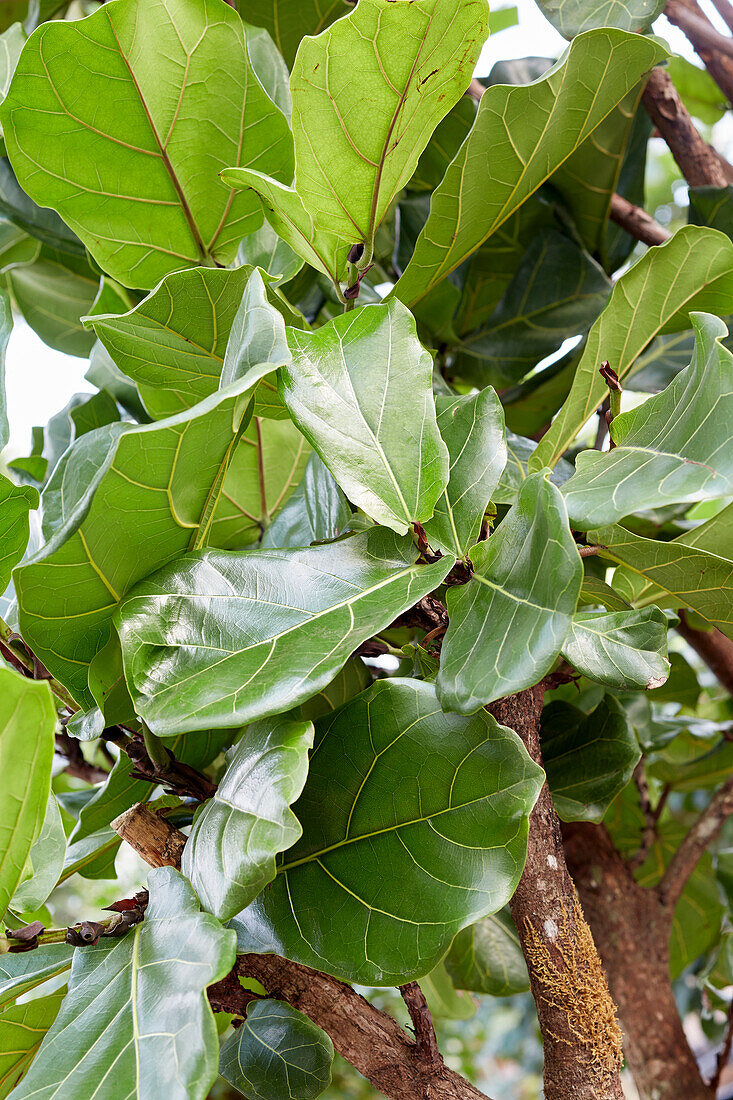 Ficus lyrata