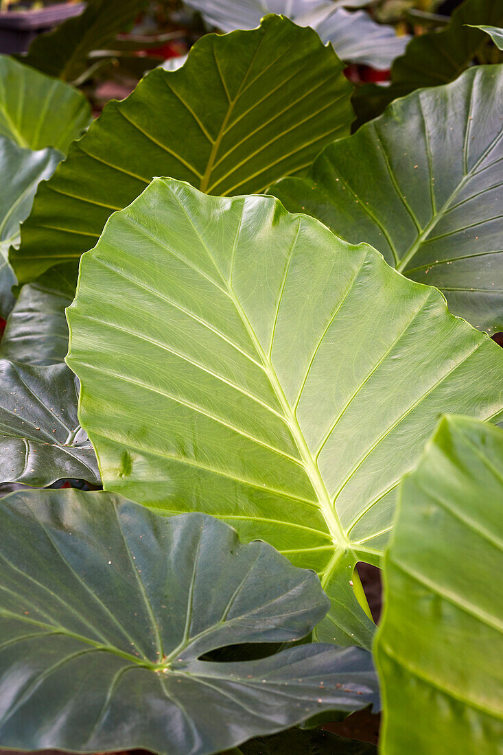 Riesenblättrige Pfeilblatt (Alocasia macrorrhiza)