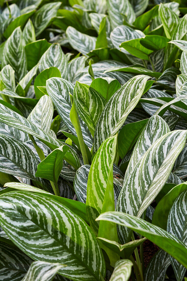 Aglaonema Stripes