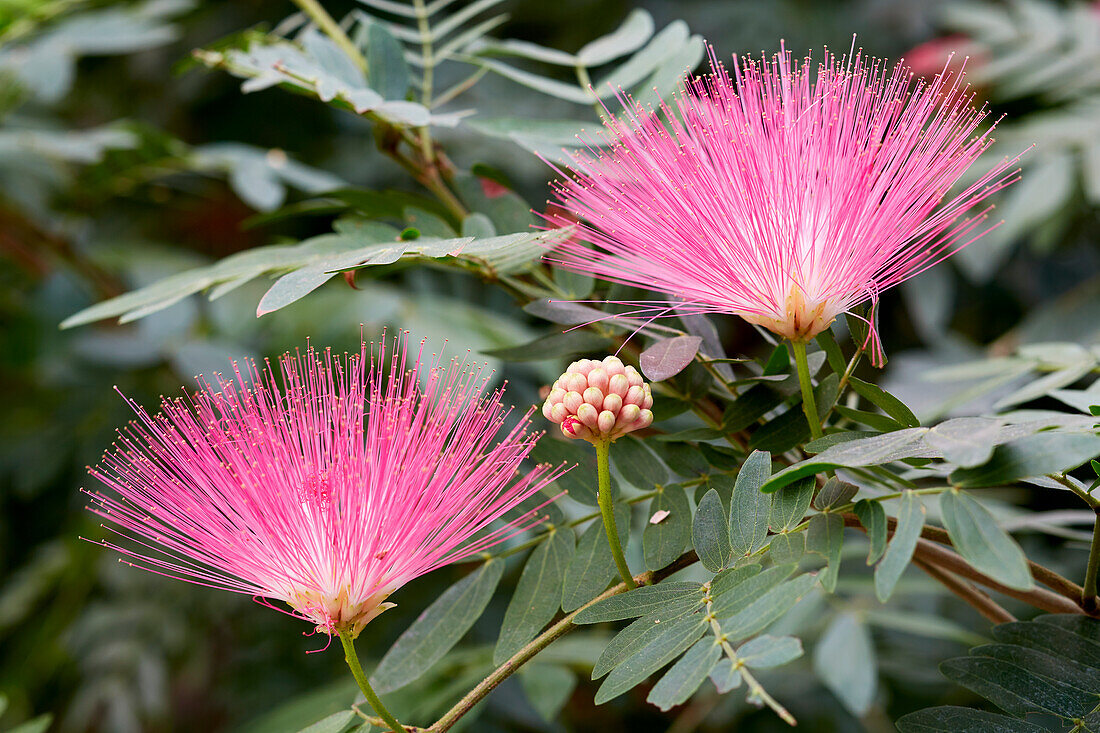 Calliandra haematocephala