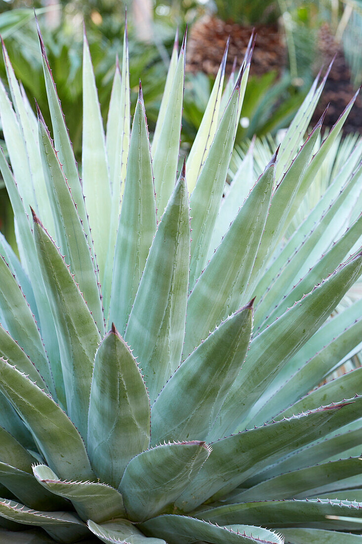 Agave