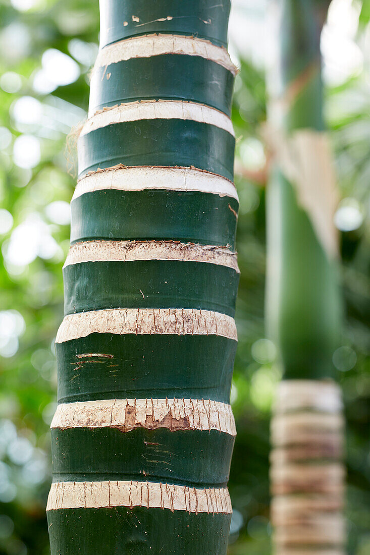 Areca catechu