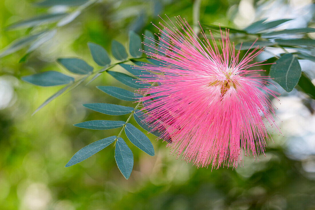 Roter Puderquastenstrauch (Calliandra haematocephala)