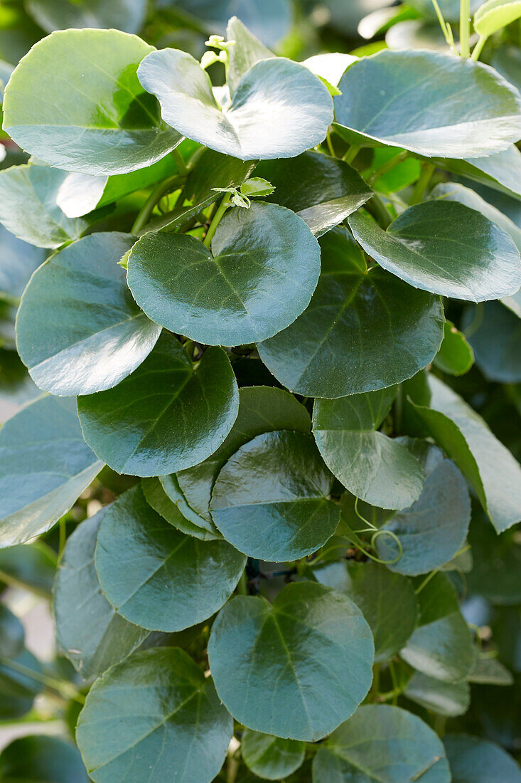 Klimme (Cissus rotundifolia)