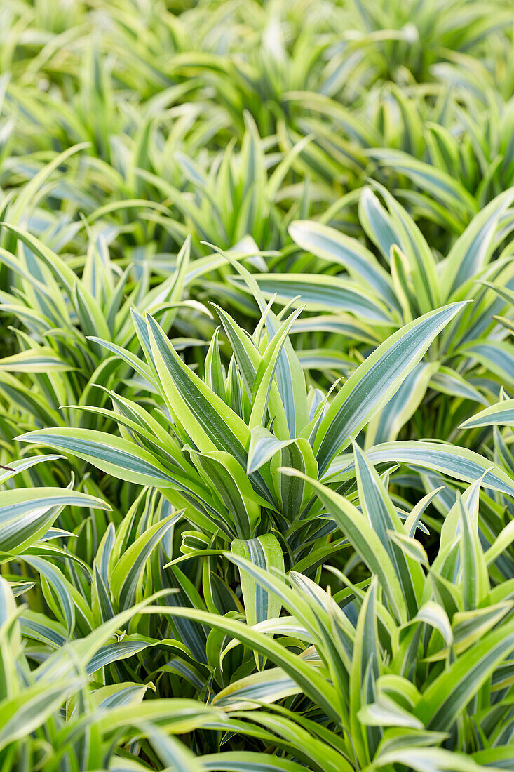 Drachenbaum (Dracaena deremensis)'Lemon Lime'