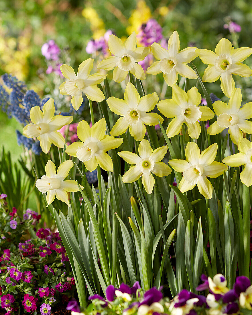 Narzisse (Narcissus) 'Wheatear'