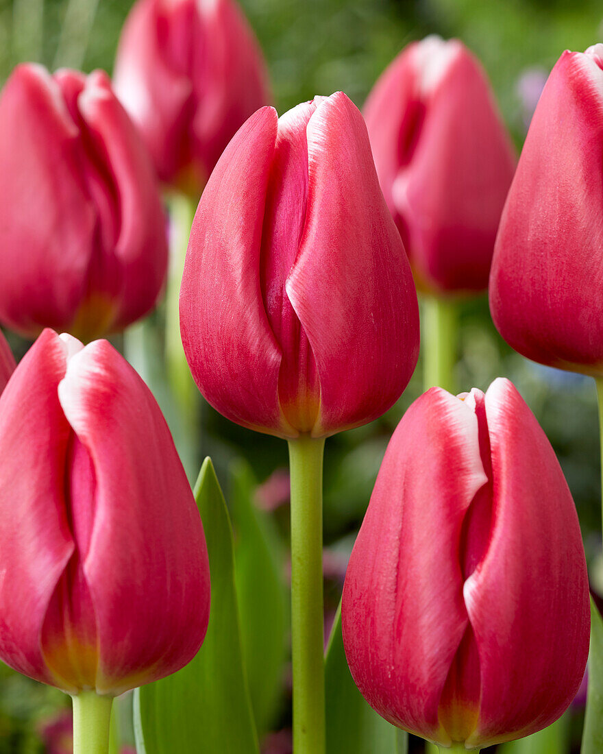 Tulipa Masterclass