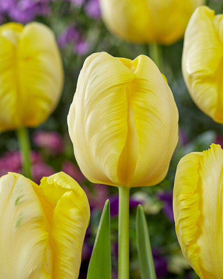 Tulipa Parrot Gold