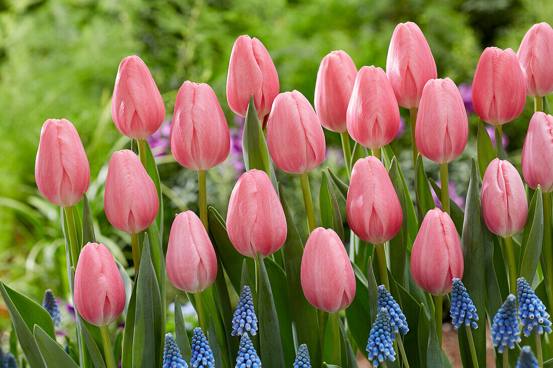 Tulpe (Tulipa) 'Sissi'