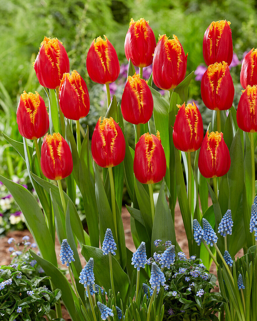 Tulpe (Tulipa) 'Fabio'