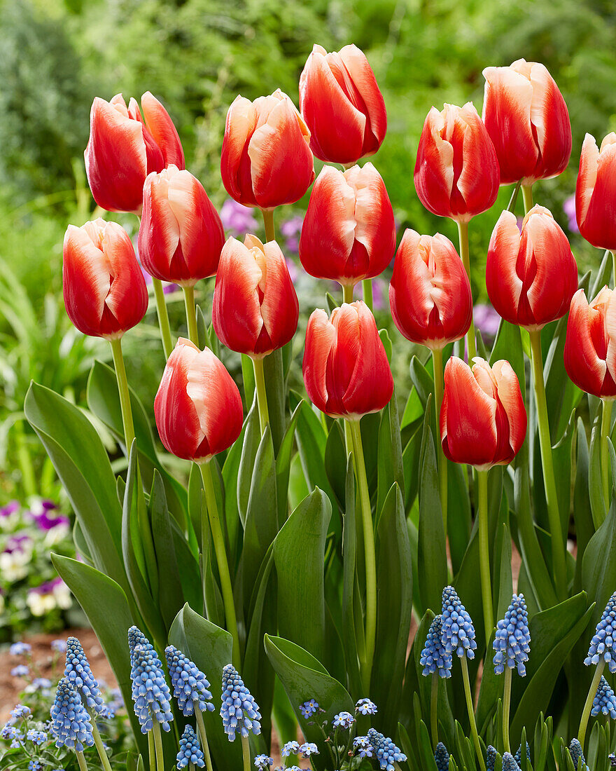 Tulipa Jan Buis