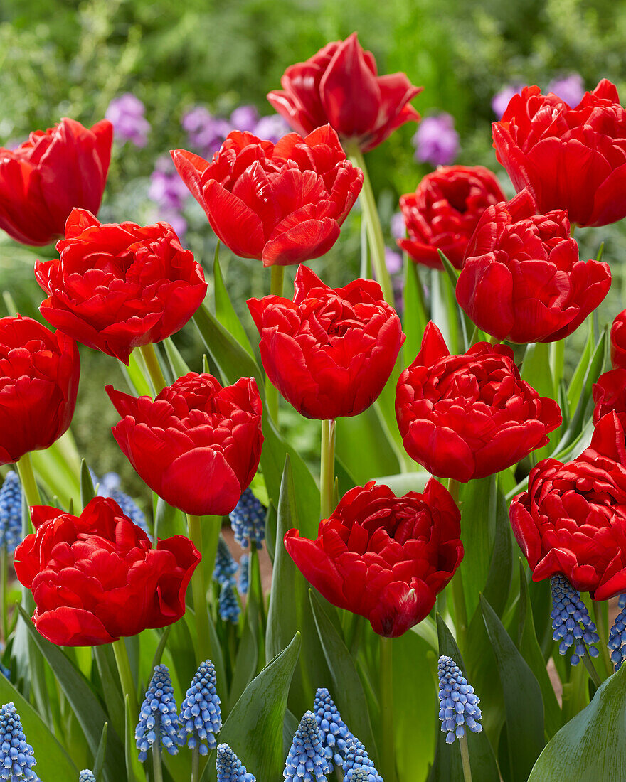 Tulipa Double Twist